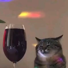 a cat sitting next to a glass of wine