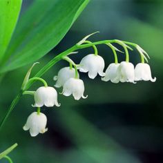 some white flowers are blooming on a green plant