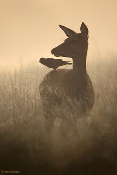 a deer standing in tall grass on a foggy day