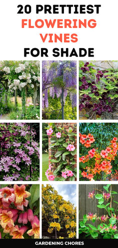 20 stunning shade-tolerant flowering vines Corner Shade Landscaping Ideas, Shady Flower Bed Ideas, Tall Shade Plants, Climbers For Shade, Franklin House, Shady Garden, Shade Gardening, Deer Proof