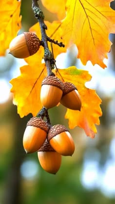 acorns and leaves hang from a tree branch