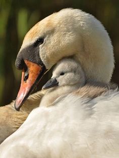 a mother swan with her baby on its back