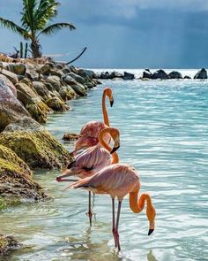 three flamingos are standing in the water near some rocks