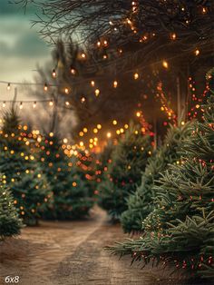 Enchanting Outdoor Christmas Tree Pathway Backdrop - Magical outdoor scene featuring a pathway lined with Christmas trees adorned with colorful lights and overhead strings of fairy lights Tree Pathway, Christmas Stage, Themed Photography, Outdoor Christmas Tree, Colorful Lights, Holiday Photography, Printed Backdrops, Outdoor Christmas Lights, Setting Sun