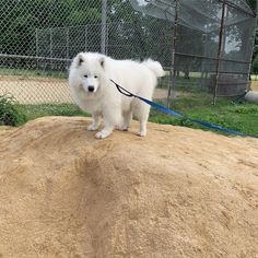 a small white dog standing on top of a dirt mound