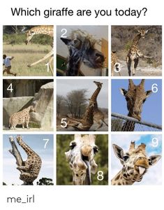 pictures of giraffes in different positions and numbers with caption that says which giraffe are you today?