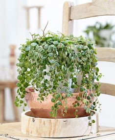 a potted plant sitting on top of a wooden chair