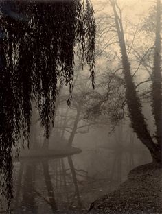 trees and water in the fog on a dark day