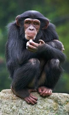 a small monkey sitting on top of a rock with its hands in it's pockets