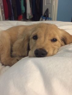 a brown dog laying on top of a white bed