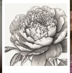 a pencil drawing of a large flower with leaves on it's side and an image of a woman holding her hand up to her face