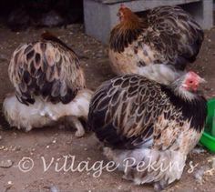 three chickens standing next to each other near a green watering can on the dirt ground