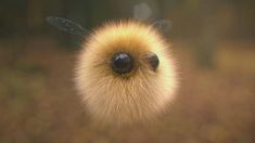 a close up view of a small animal's face