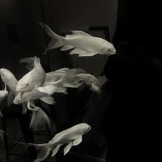 several white fish swimming in an aquarium