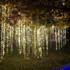 a tree with lights hanging from it's branches