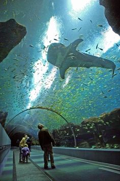 people are looking at the fish in an aquarium