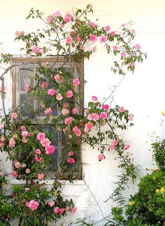 pink roses growing on the side of a white building with an old window in it