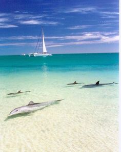 several dolphins swimming in the ocean with a sailboat in the background