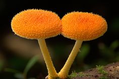 two small orange mushrooms sitting on top of a rock