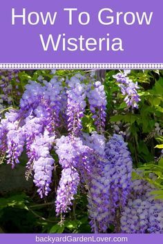 purple flowers with the words how to grow wisteria in white letters on it