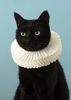 a black cat with a white collar on it's neck