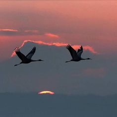 two birds flying in the sky at sunset