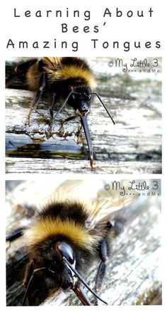 two pictures of a bee with the words learning about bees amazing tongues