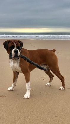 a brown and white dog holding a stick in it's mouth on the beach