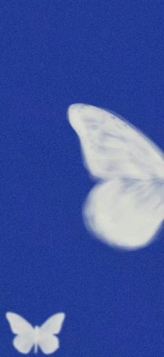 two white butterflies flying in the sky