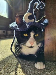 a black and white cat wearing a witches hat on top of it's head