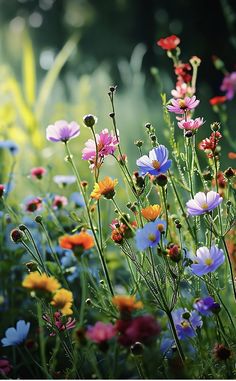 many different colored flowers growing in the grass