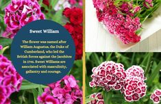 Symbolism of sweet william flowers. Floral Photos, Floral Photo, Herb Garden