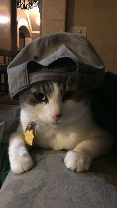 a cat laying on top of a couch wearing a hat and looking at the camera