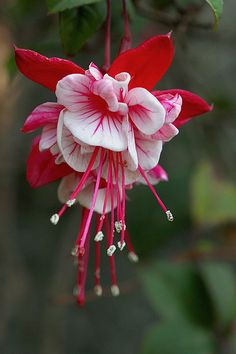 a pink and white flower hanging from a tree