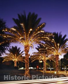 Orlando, FL Photo - Twinkly Lights on The Palm Trees at The Peabody Hotel, Orlando, Florida Palm Tree Christmas Lights, Palm Tree Lights, Outdoor Tree Lighting, Palm Tree Decorations, Christmas Palm Tree, Florida Pool, I Need Vitamin Sea, Twinkly Lights, Outdoor Trees