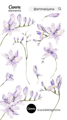 some purple flowers on a white background with the words canva elements and an image of them