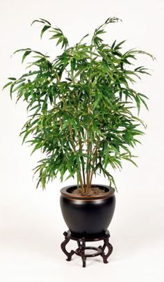 a small potted plant with green leaves in it's black base on a white background