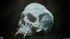 a white human skull on a black surface