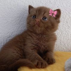 a brown kitten with a pink bow sitting on top of a yellow blanket next to a white wall