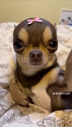 a small chihuahua dog with a pink bow on it's head sitting on a bed