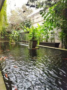 a large pond with many fish in it