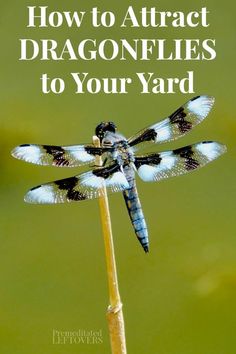 a dragonfly sitting on top of a plant with the words how to attract dragonflies to