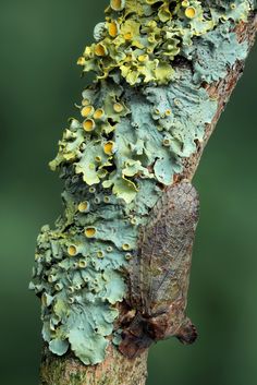 a tree branch covered in lichens and mossy green leaves with yellow dots