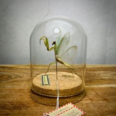 a green insect under a glass dome on top of a wooden table next to a tag