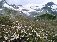 some white and pink flowers in front of snow covered mountain tops with mountains in the background