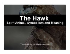 the hawk spirit animal, symboism and meaning - trusted psychic mediums