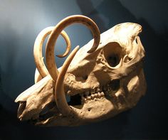 an animal's skull is displayed in a museum