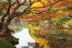 a pond surrounded by trees with colorful leaves