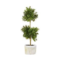 a small potted tree in a white planter on a white background with clippings