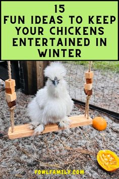 Fun Ideas to Keep Your Chickens Entertained Chicken Boredom Buster, Meal Worms For Chickens, Chicken Boredom, Chicken Brooder, Chicken Roost, Chickens In The Winter, Best Egg Laying Chickens, Backyard Chicken Coop Plans